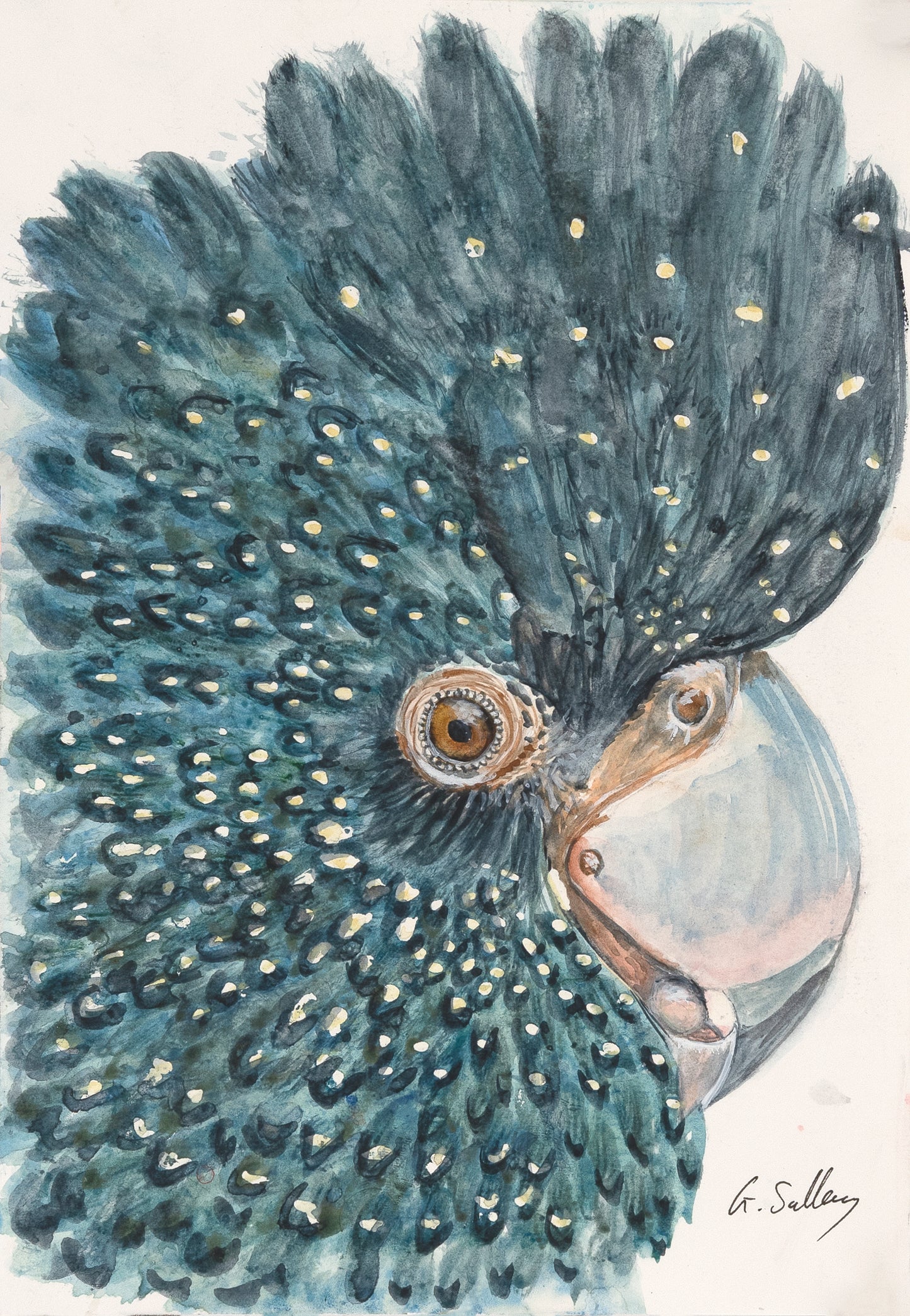 Australian Native Black Cockatoo Original Watercolor Prints