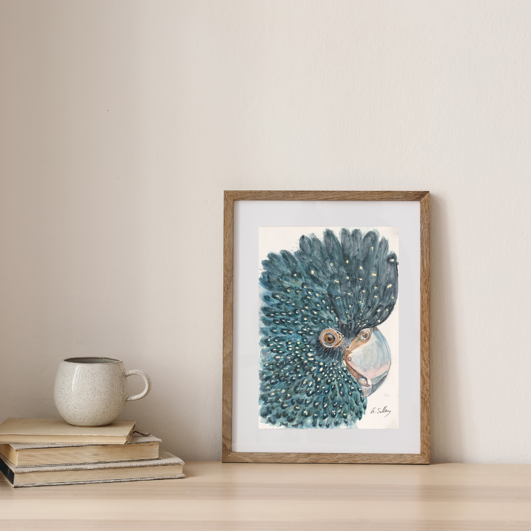 Australian Native Black Cockatoo Original Watercolor Prints